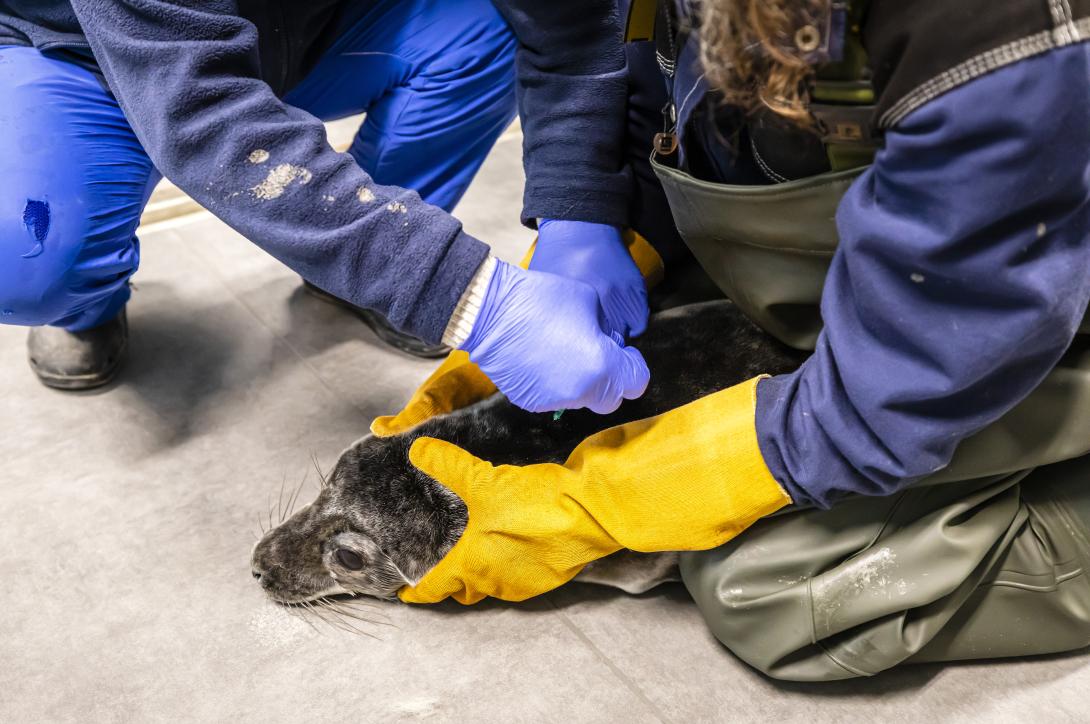 Baltic Sea Animal Rehabilitation Centre pic2